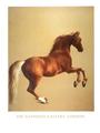 Buy Whistlejacket at Art.com