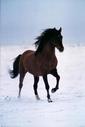 Buy Horse in the Snow at Art.com