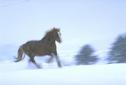 Buy Belgian Draft Horse at Art.com