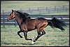At_a_Gallop.jpg