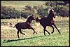 Racing.jpg